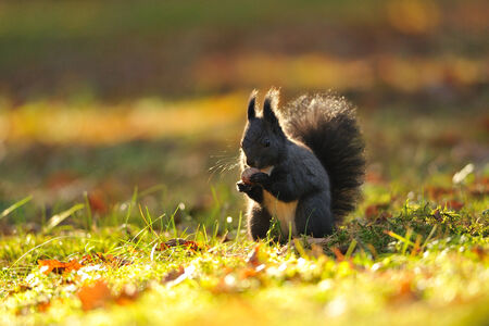 Cute brown squirrel with hazelnut on green grassの写真素材