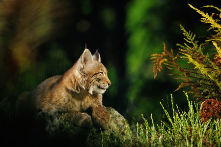 Eurasian lynx in forest with fern and colorful grassの写真素材