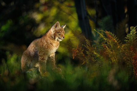Eurasian lynx in forest with fern and colorful grassの写真素材