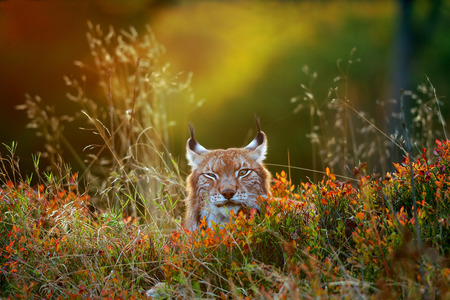 Eurasian lynx lying on the ground in beautiful colorful autumn sunsetの写真素材