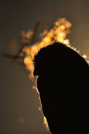 Contour of boreal owl in sunrise with orange backgroundの写真素材