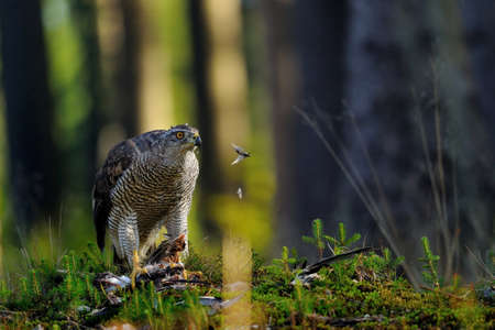 Northern goshawk on the ground with hunted preyの写真素材