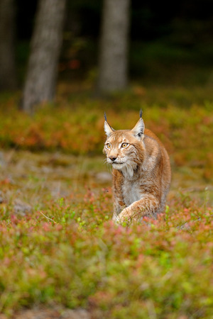 Eurasian lynx in colorful ground in the forestの写真素材