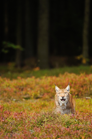 Eurasian lynx in colorful ground in the forestの写真素材