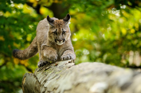Cougar on fallen tree trunk in green forest from front viewの写真素材