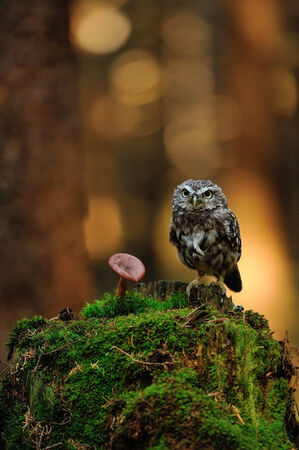 Little owl standing on moss tree stump in the forest next to the mushroomの写真素材