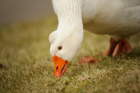 White goose outdoor in closep view, eating green grassの写真素材