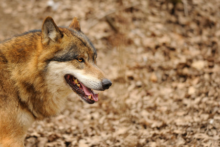 Wolf head with open mouth from detail view