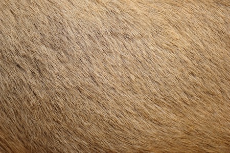 Brown plain fur texture with hair detailsの写真素材