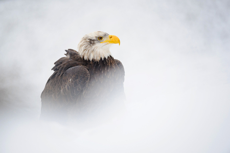 Bald eagle portrait in winter with snow aroundの写真素材