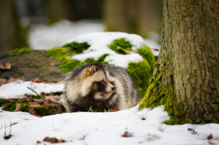 Raccoon dog walking in the winter forestの写真素材