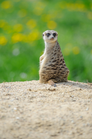 Meerkat on watch with green grass full of dandelions in backgroundの写真素材