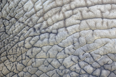 Elephant skin nature pattern from closeup view with detailsの写真素材