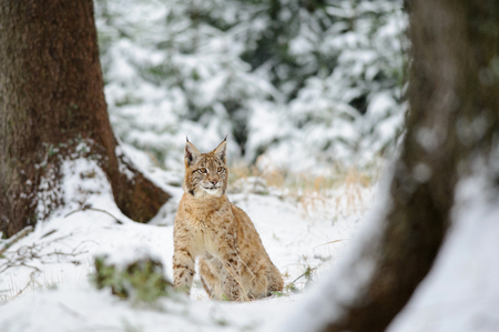 Eurasian lynx cub sitting in winter colorful forest with snow. Green trees in background. Freeze cold season.の写真素材