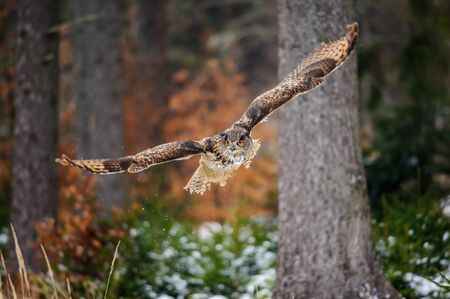 Flying Eurasian Eagle Owl in colorfull winter forest. Wing span in fly.の写真素材