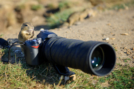 European ground squirrel as a photographer with big professional camera on sandy groundの写真素材