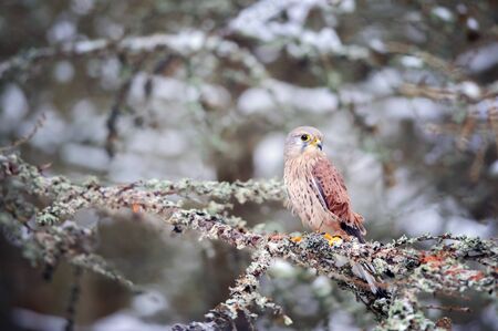 Common kestrel sitting in winter on coniferous tree with lichen. Snow cold freeze weather with raptor in forestの写真素材
