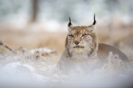 Eurasian lynx lying on ground in winter time. Yellow grass in cold freeze timeの写真素材