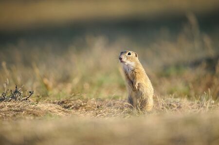 European ground squirrel standing on yellow grass groundの写真素材