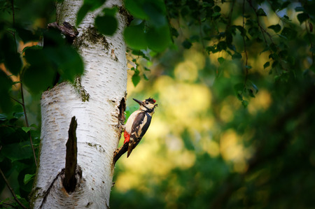 Great spotted woodpecker on birch tree next to hole in spring with yellow and green backgroundの写真素材