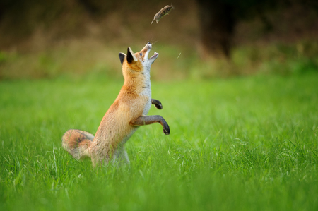 Playfull red fox throwing haunted mouse upon green grass during autumn near forestの写真素材