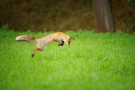 Red fox on hunt when mousing in grass field during autumn with forrest in background Red fox on hunt when mousing in grass field during autumn with forrest in background