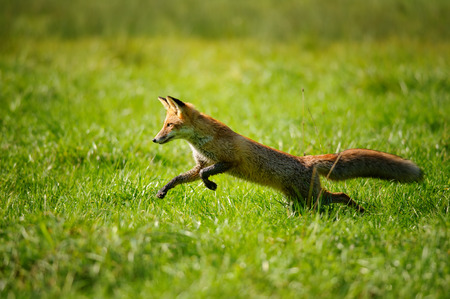 Red fox  jumping and runing in green grass from side viewの写真素材