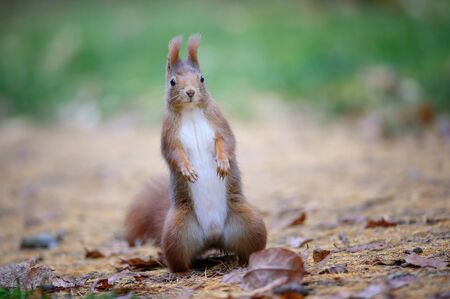 Curious cute red squirrel standing in autumn forest ground from front view. Photo with nice blured colors in background.の写真素材