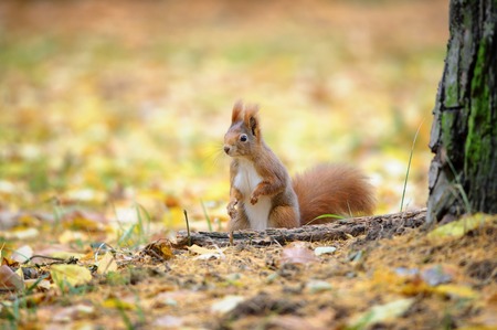 Cute red squirrel standing in autumn forest ground with yellow fallen leaves in background. Photo with nice blured colors in background.の写真素材