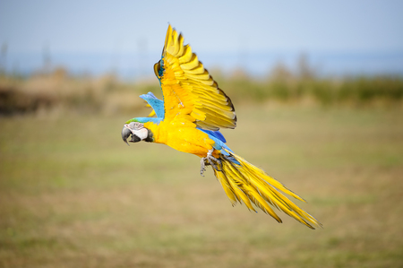 Landing blue-and-yellow macaw. Tropical parrot flying close to the groundの写真素材
