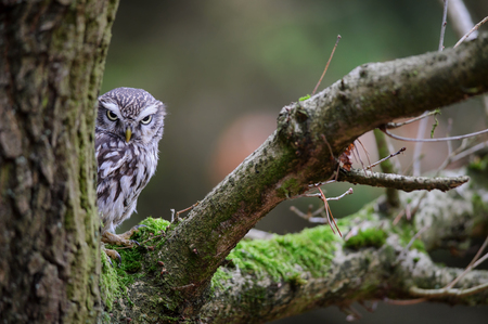 Suspicious Little owl  on tree with mossの写真素材