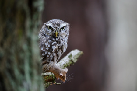 Little owl with hunted mouse prey sitting on tree branch with next to tree trunkの写真素材