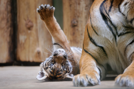 Tiger cub stretching his pawの写真素材