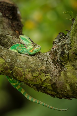 Chameleon in discomfort position on treeの写真素材
