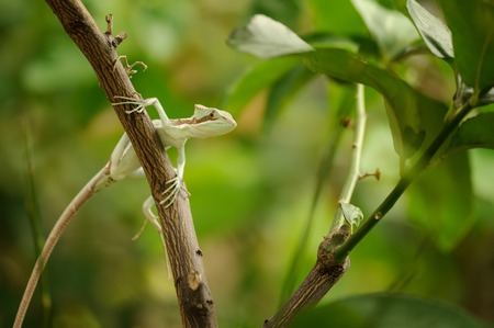 Basilisk . Lizard on branch in green forestの写真素材