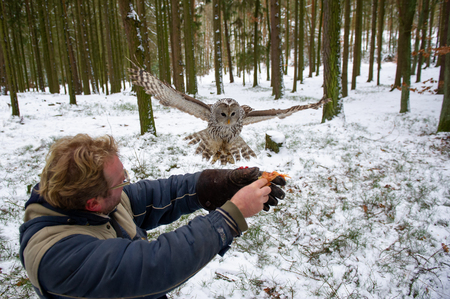 Tawny owl landing on falconers arm in the winter inside forestの写真素材