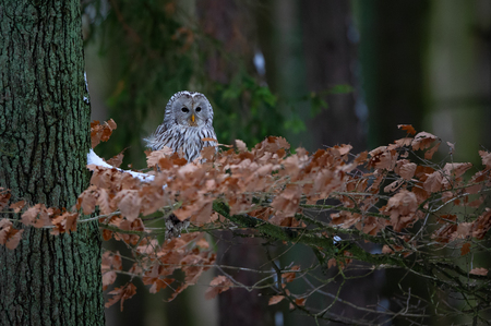 Tawny owl sitting on branch between orange leaves in dark forestの写真素材
