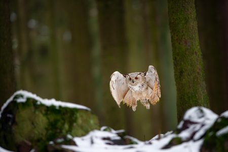 Flying western siberian eagle owl in the forest from the frontの写真素材