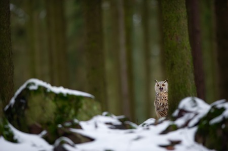 Western siberian eagle owl hidden behind tree trunk