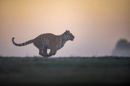 Running siberian tiger in sunrise. Tiger profil in agressive run with orange sky in background. Panthera tigris altaica.の写真素材