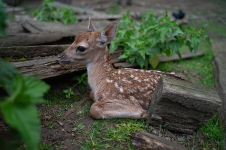 Fallow deer fawn hidden in the natureの写真素材