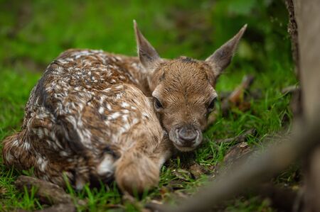 Fallow deer fawn in the wild natureの写真素材