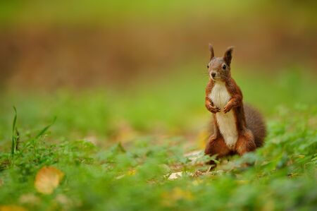 Cute curious brown squirrel standing on the groundの写真素材