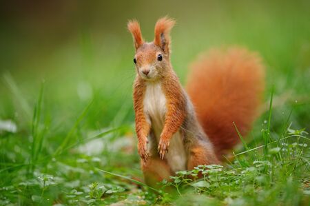 Red squirrel standing on the green grass. Adorable small animal. Curiously looking small squirrel.の写真素材