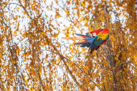 Scarlet macaw sitting on the tree with yellow leavesの写真素材