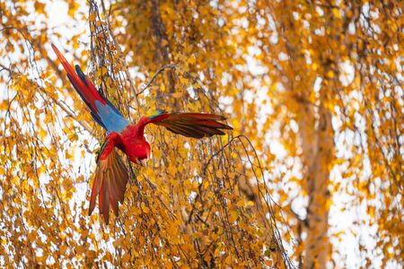 Tropical parrot flying down from the tree. Scarlet macaw with spread wings.の写真素材