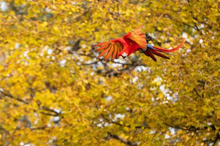 Flying scarlet macaw from side with yellow trees in the background.