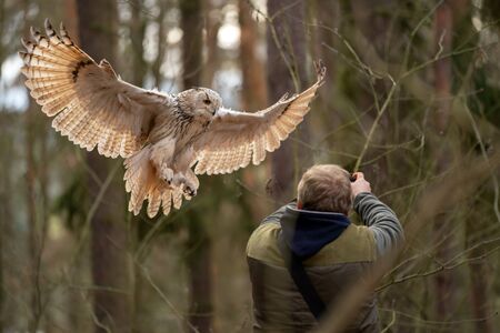 Siberian eagle owl landing on a falconer hands.の写真素材
