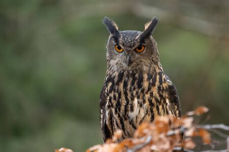 Eurasian eagle-owl from closeup looking oto the camera. Bubo bubo. Forest nature. Big owl with blurred backgroundの写真素材