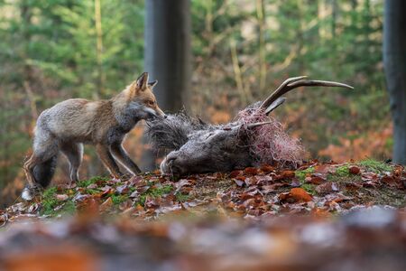 Red fox tearing a ded deer in the autumn forest. Vulpes vulpes.の写真素材